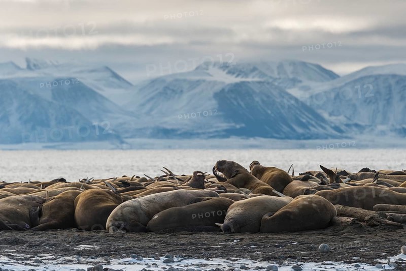 Walruses (Odobenus rosmarus)