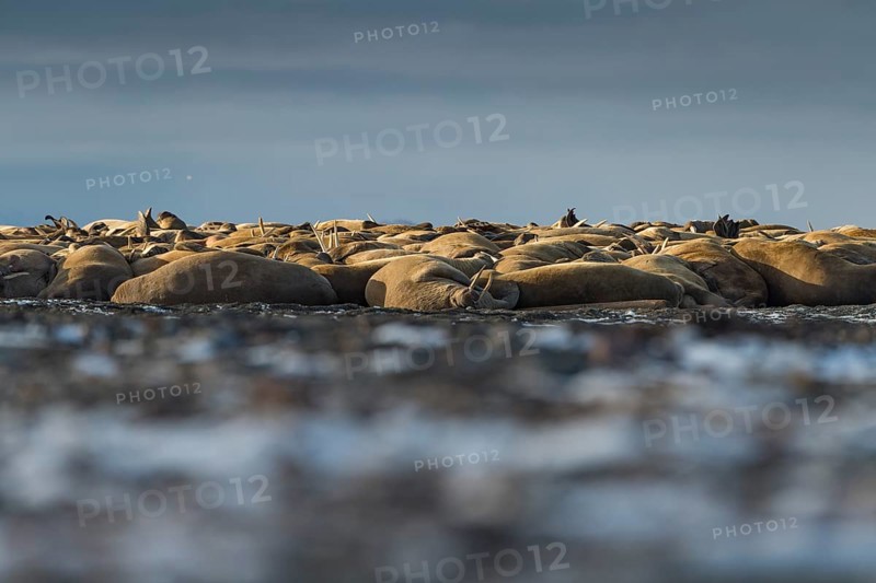 Walruses (Odobenus rosmarus)