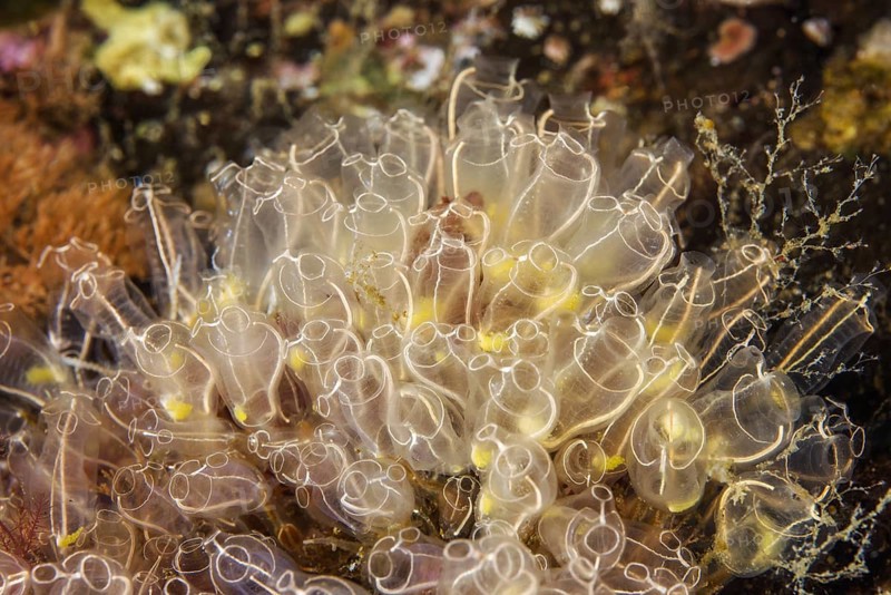Colony of Lightbulb sea squirt (Clavelina lepadiformis)