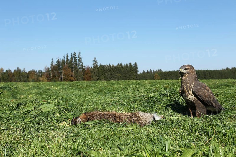 Steppe buzzard (Buteo buteo) on dead mown European hare (Lepus europaeus) Allgau
