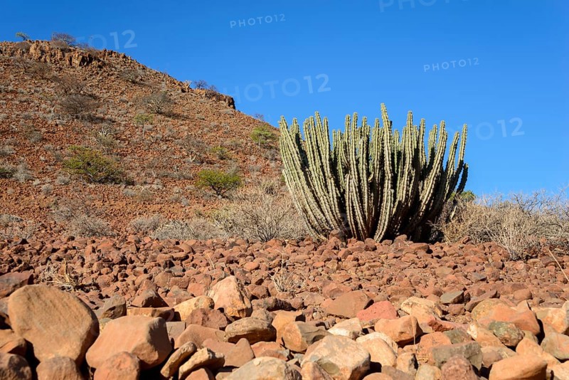 Gifboom (Euphorbia virosa)