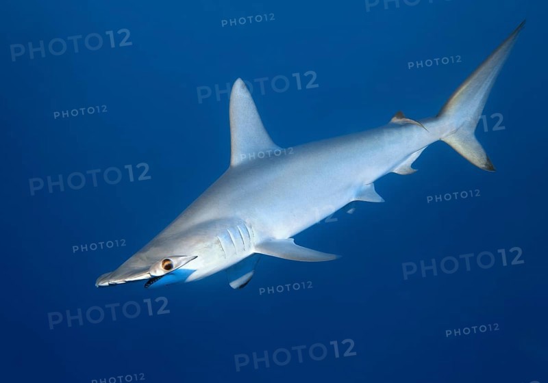 Scalloped Hammerhead (Sphyrna lewini) swims in the open sea