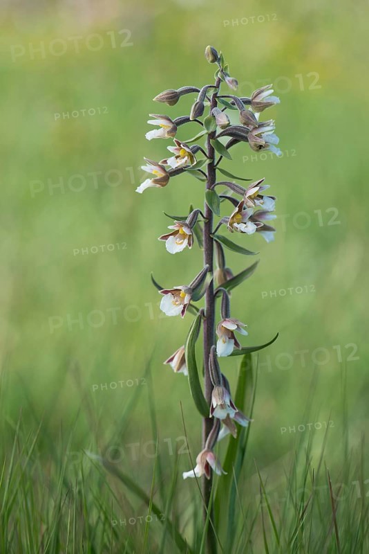 Marsh Helleborine (Epipactis palustris)