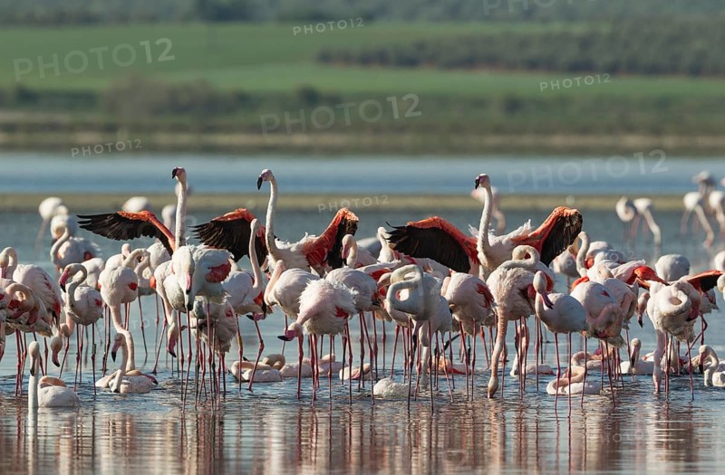 Greater Flamingos (Phoenicopterus roseus)
