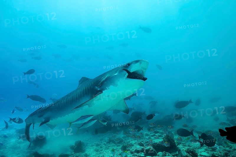Tiger Shark (Galeocerdo cuvier) eating tuna