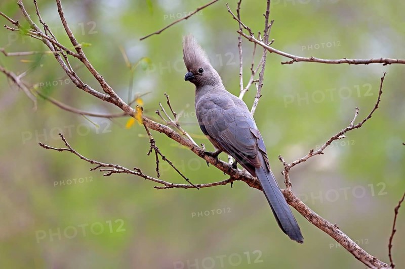 Grey Go-away-bird (Corythaixoides concolor)