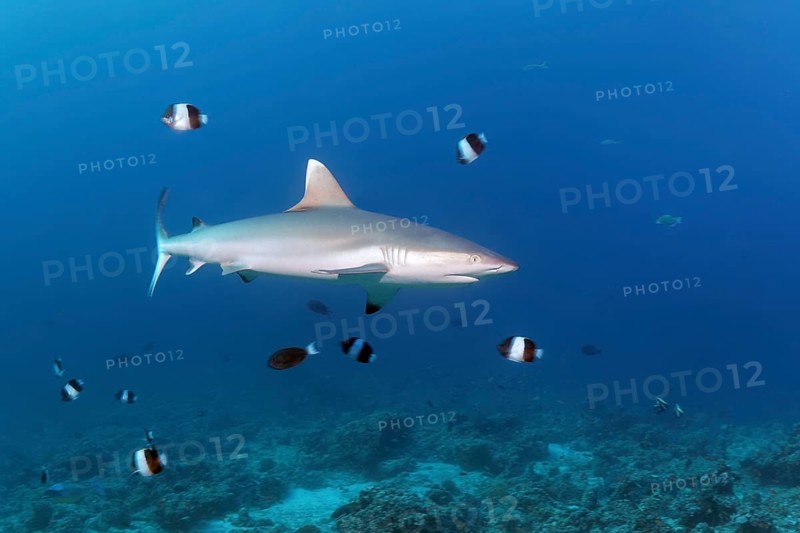 Grey reef shark (Carcharhinus amblyrhynchos)