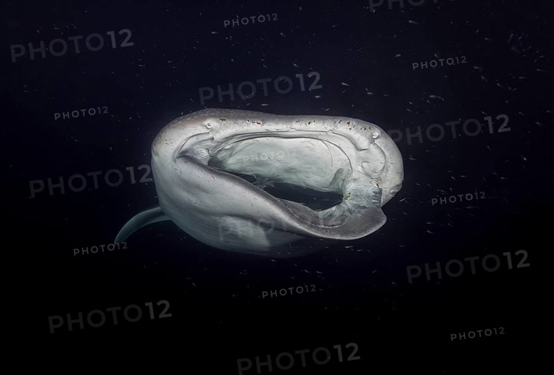 Animal portrait of the Whale Shark (Rhincodon typus) with serious injury filter-feeding plankton in the night