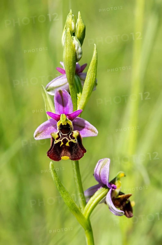 Late spider-orchid (Ophrys fuciflora)