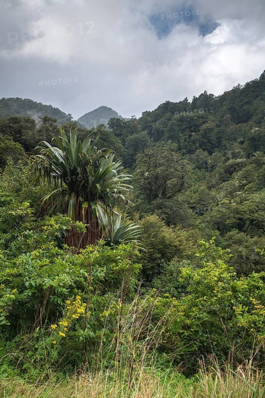 Untouched Rainforest