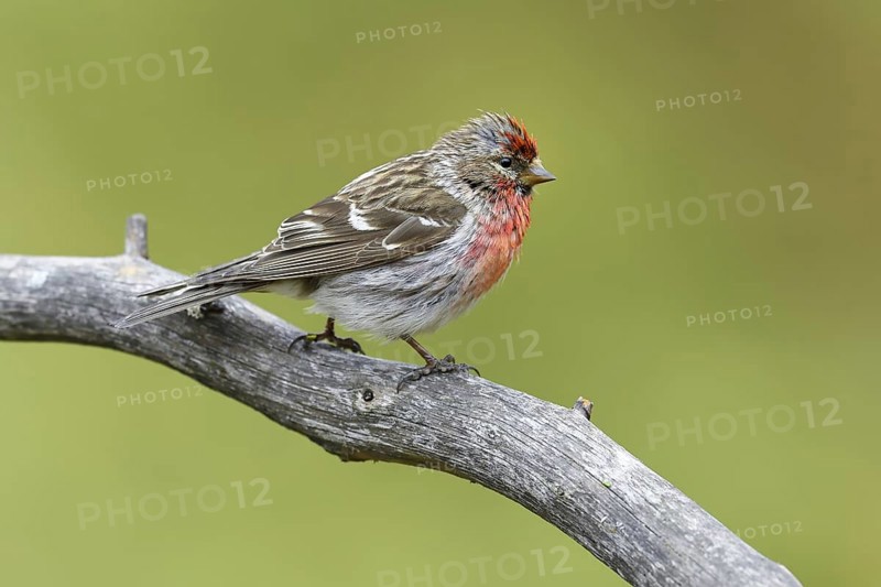 Arctic Redpoll (Acanthis hornemanni)