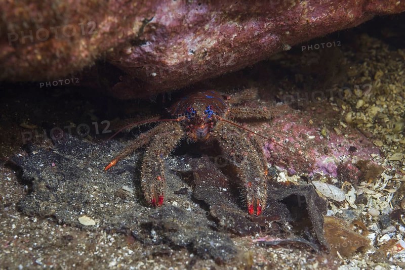Black squat lobster (Galathea squamifera) under rock