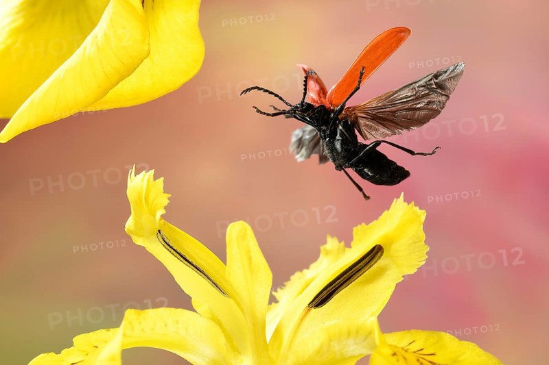 Black-headed Cardinal beetle (Pyrochroa coccinea)