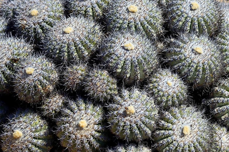 Cactus (Copiapoa cinerascens)