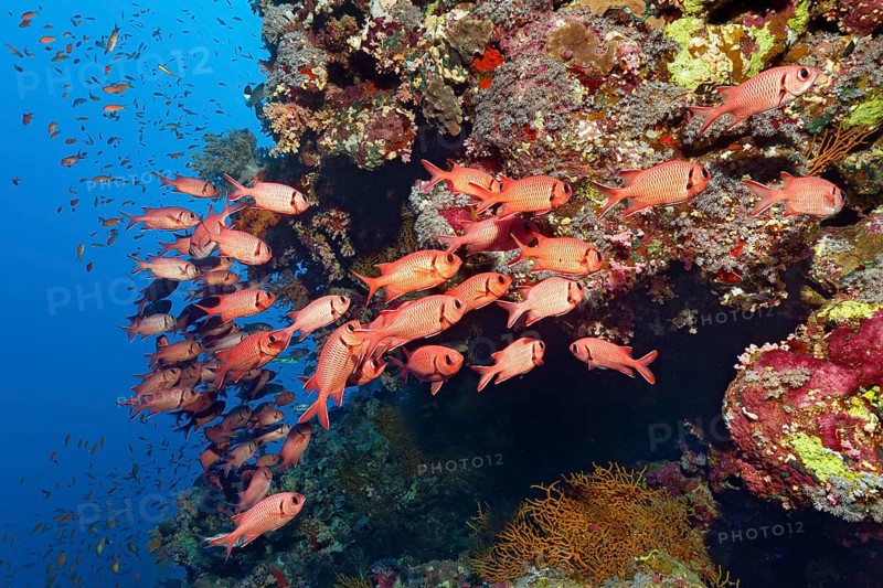Swarm Pinecone soldierfishes (Myripristis murdjan) at coral reef