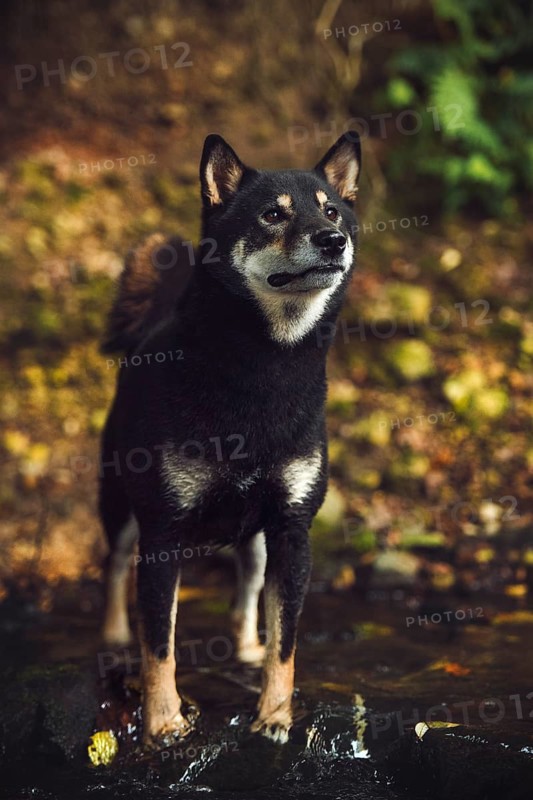 Shiba Inu (Canis lupus familiaris) standing in a brook