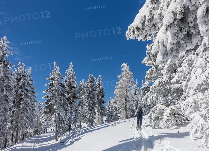 Ski mountaineer and snow-covered trees at Unterberg