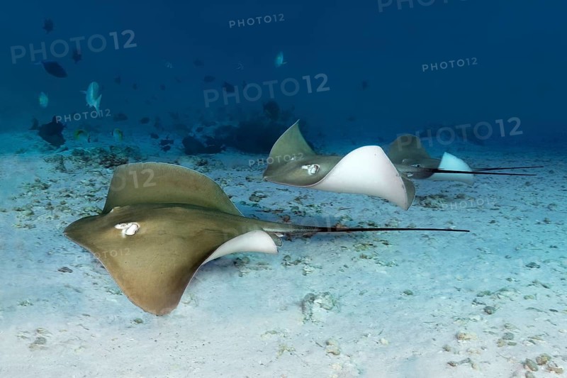 Group pink whipray (Himantura fai)