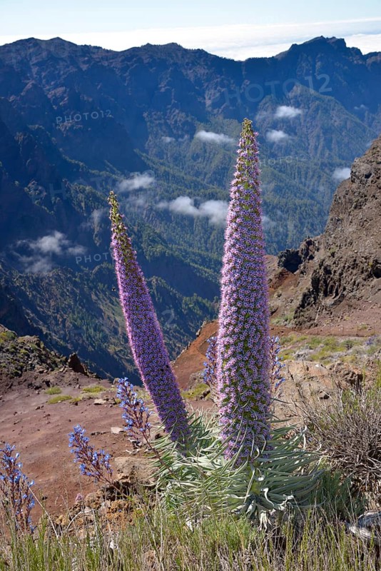 Echium wildpretii (Echium wildpretii) in front of the Caldera de Taburiente