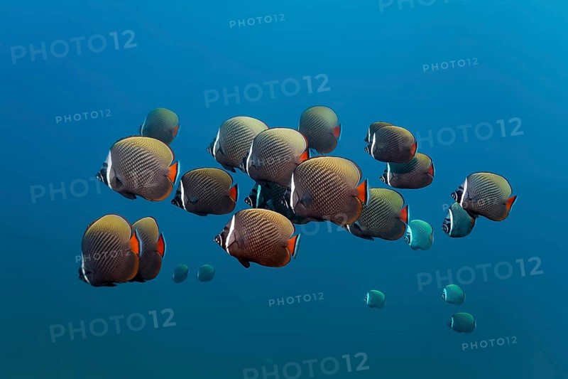 Swarm Red-tailed butterflyfishes (Chaetodon collare)