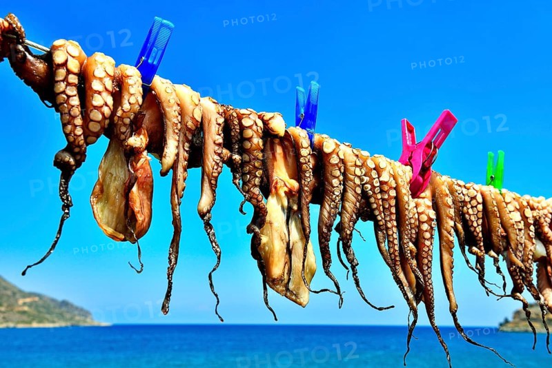 Hanged octopus dries on leash