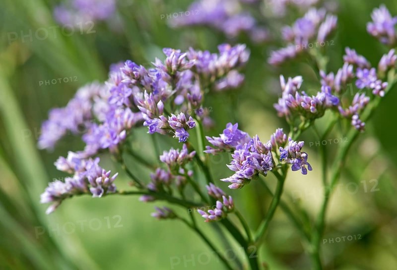 Common sea lavender (Limonium vulgare)