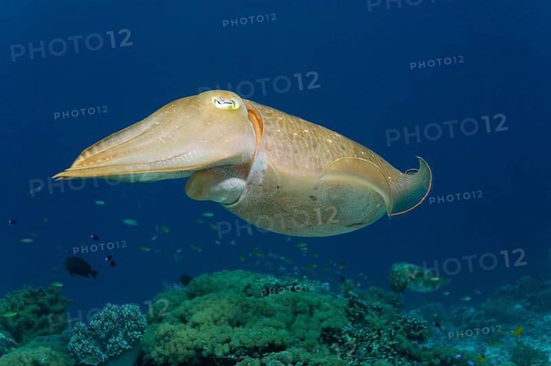 Common cuttlefish (Sepia officinalis)