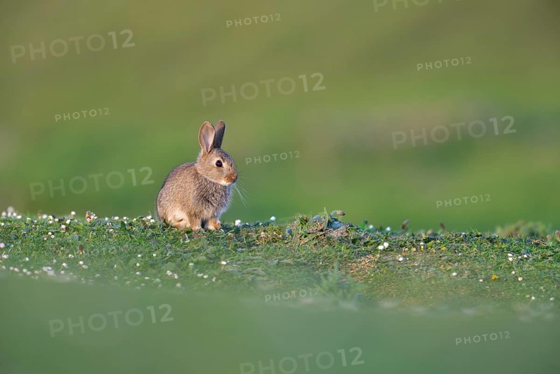 Young European rabbit (Oryctolagus cuniculus)