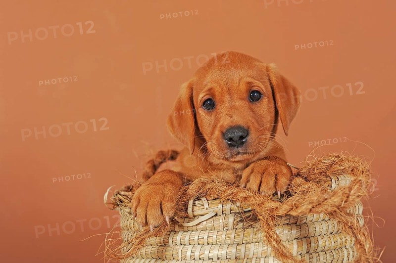 Labrador Retriever