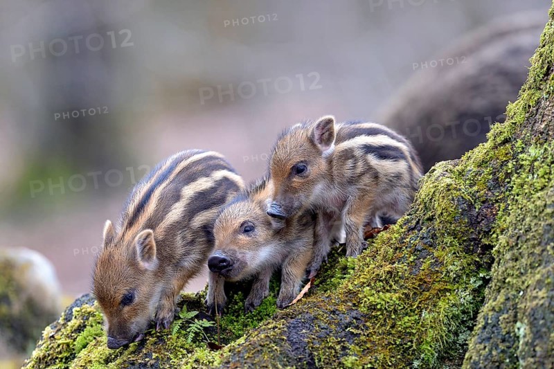 Wild boars (Sus scrofa)