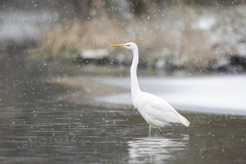 Great egret (Ardea alba) strides in the water