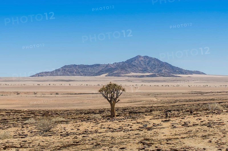 Desert-like landscape with Quiver tree (Aloe dichotoma)