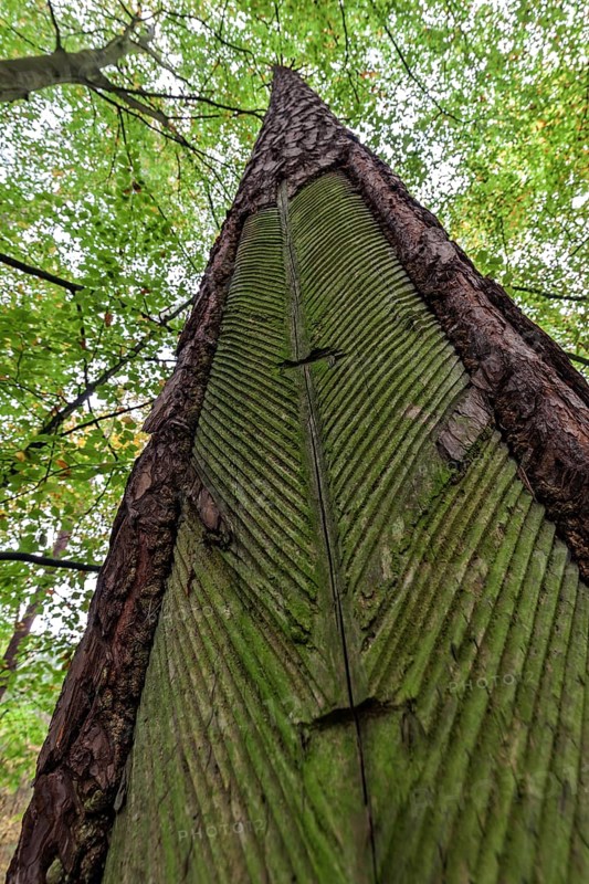 Pine (Pinus) with resin extraction until 1990