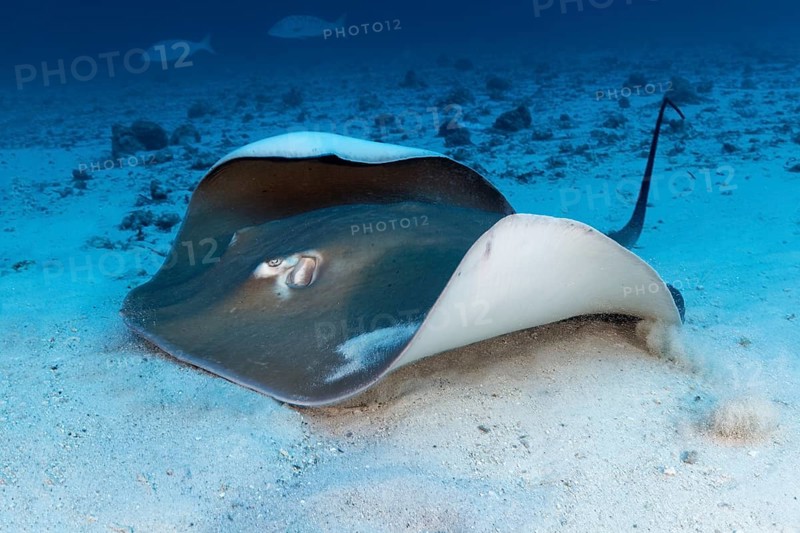 Pink whipray (Himantura fai) lies in the sandy bottom of the Indian Ocean