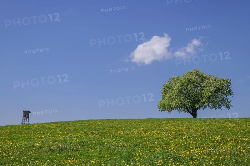 Hunters blind and single fruit tree on dandelion meadow