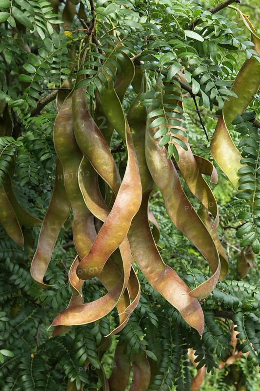 Carob tree (Ceratonia siliqua)