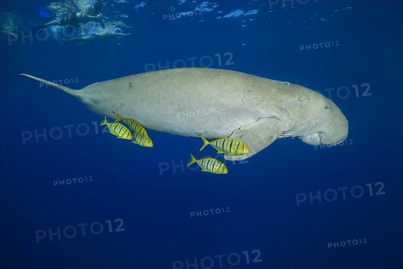 Snorkelers swimming with Dugong (Dugong dugon) with Golden Trevallys (Gnathanodon speciosus) under water surface