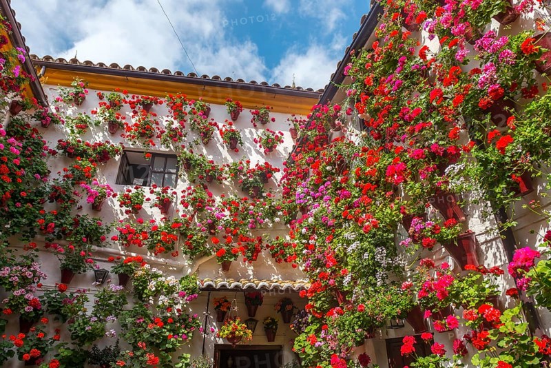 Many red geraniums in flower pots in the courtyard on a house wall