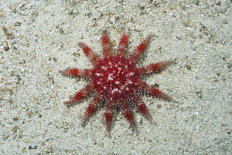 Common Sun Star (Crossaster papposus) on sandy bottom