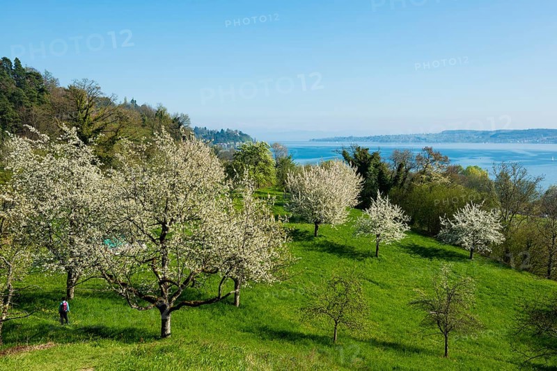 Flowering fruit trees on orchard meadow