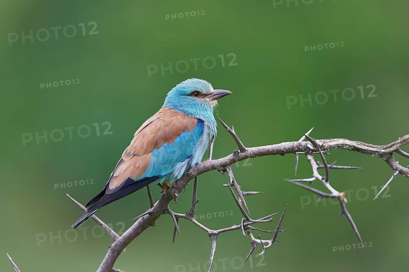 European roller (Coracias garrulus)
