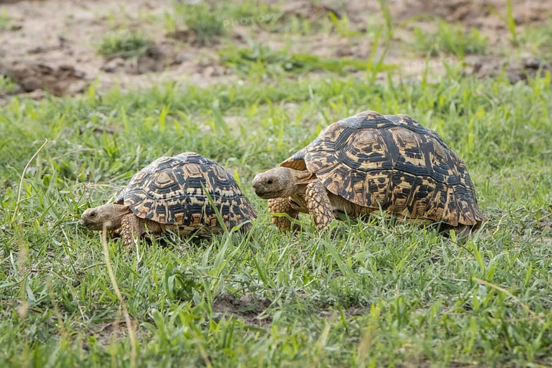 Leopard tortoises (Stigmochelys pardalis) walking in a row