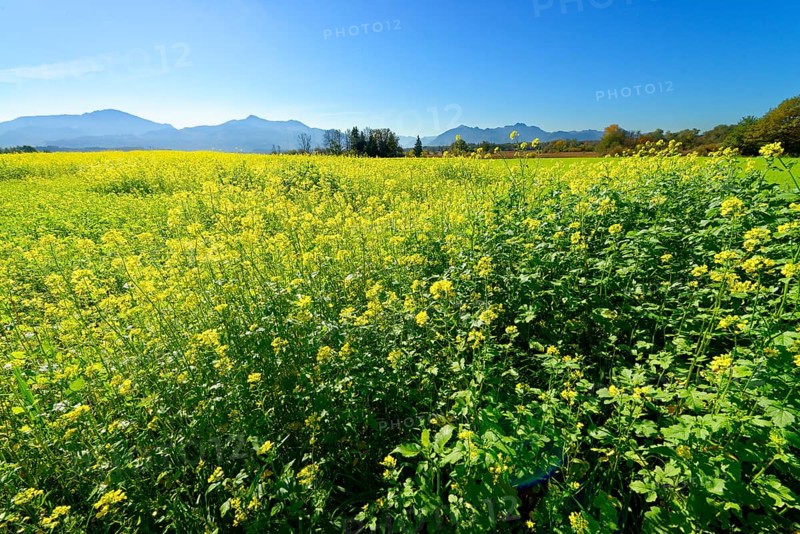 Rape field near Grabenstatt in front of Hochgern