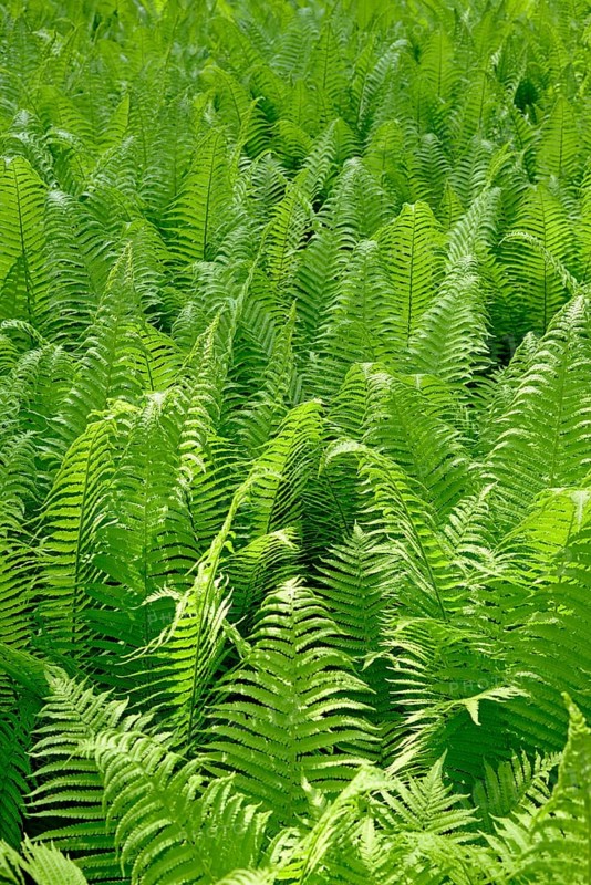 Ostrich Fern (Matteuccia struthiopteris)
