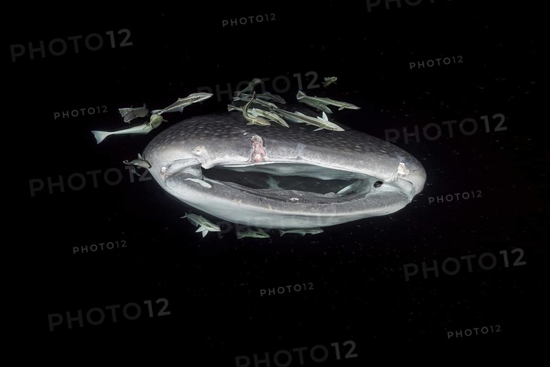 Animal portrait of the Whale Shark (Rhincodon typus) woth open mouth
