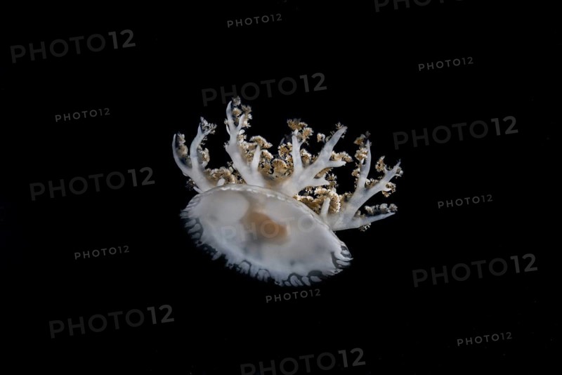 Upside-down jellyfish (Cassiopea andromeda) in the night