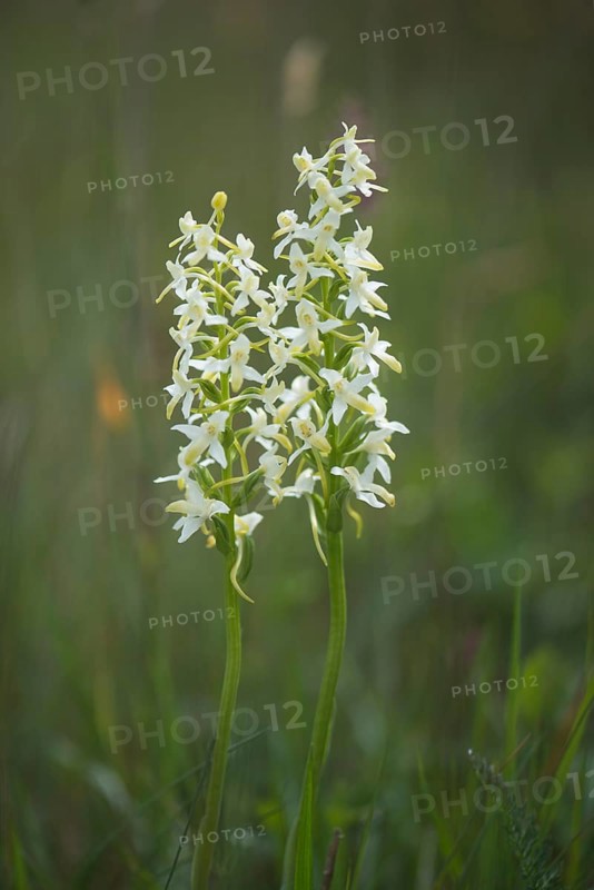 Lesser Butterfly Orchid (Platanthera bifolia)