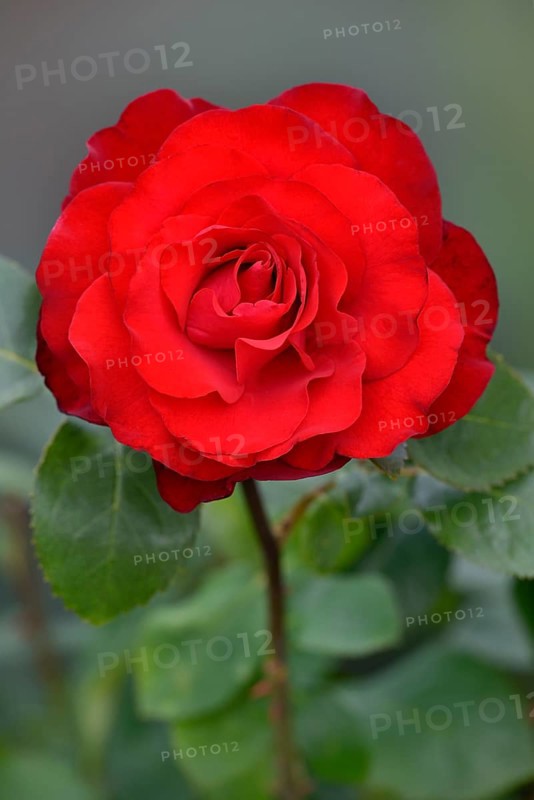 Hybrid tea rose Grande Amore (Rosa)
