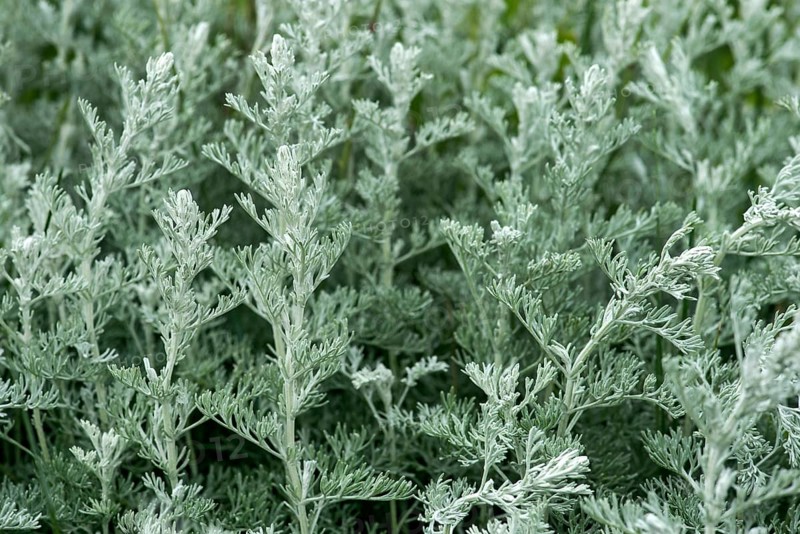 Sea wormwood (Artemisia maritima)