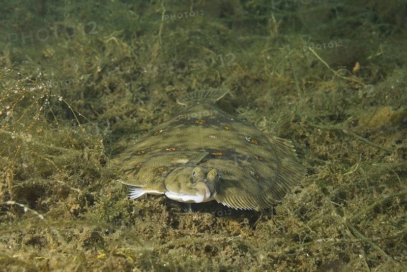 European plaice (Pleuronectes platessa) on algae